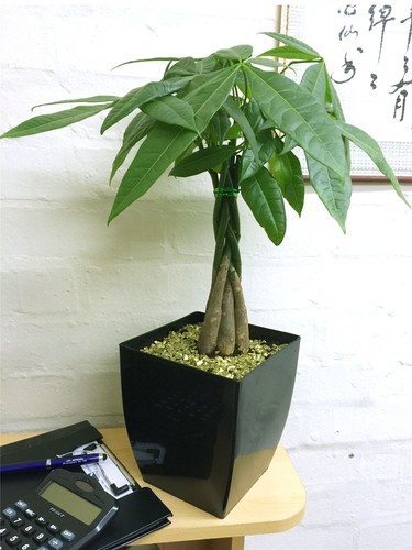 Pachira aquatica money tree - pachira,