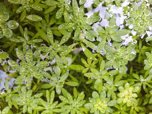 Weighted bunch of starwort - x,
