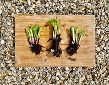 3x Large Organic Bocking 14 Comfrey (Symphytum x uplandicum) Crown Cuttings 300g