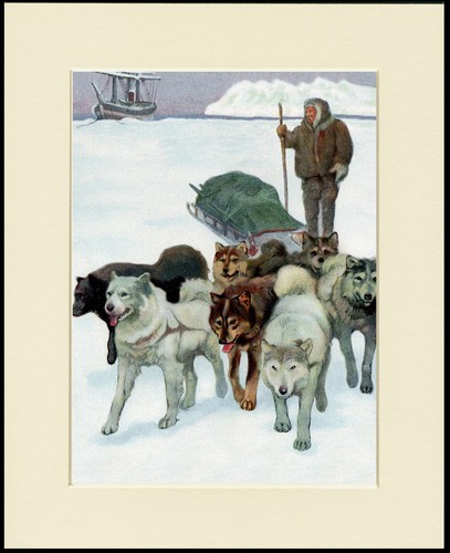 Siberian husky sled dog - sled, art