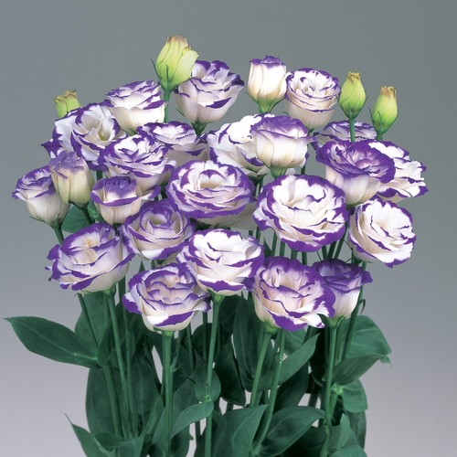 Lisianthus grandiflorum rose