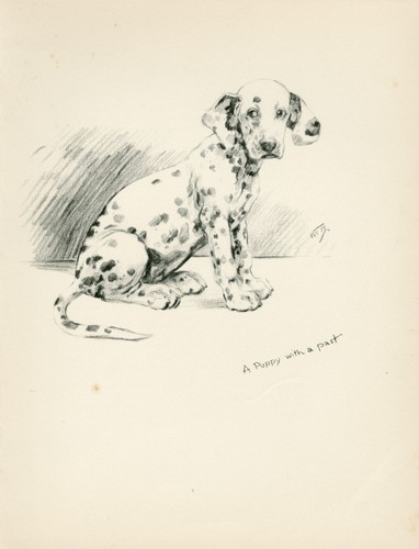 Dalmatian puppy vintage 1937 - puppy,