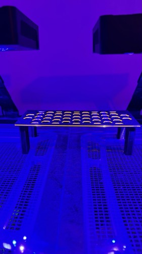 Coral frag stand rack reef - coral,