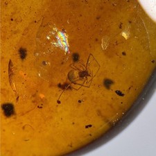 SPIDER in Burmese / Burmite