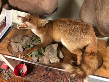 Taxidermy Snarling Fox On
