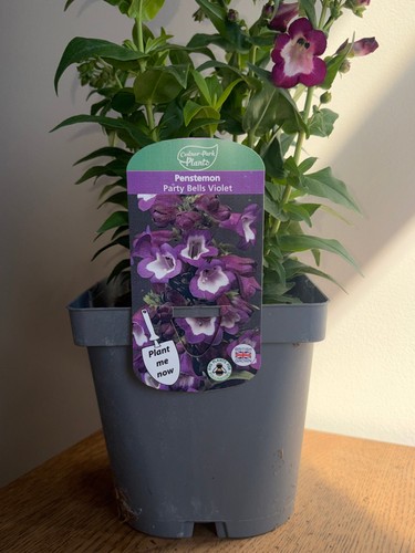 Penstemon party bells violet - party,