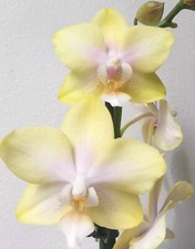 Rare Fragrant Phalaenopsis