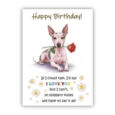 American Hairless Terrier