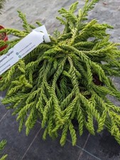 1 ltr Cryptomeria japonica