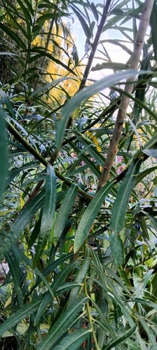 10x green willow cuttings - 10x,