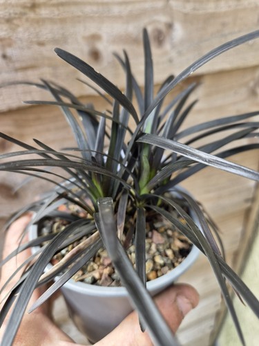 Black mondo grass - black,