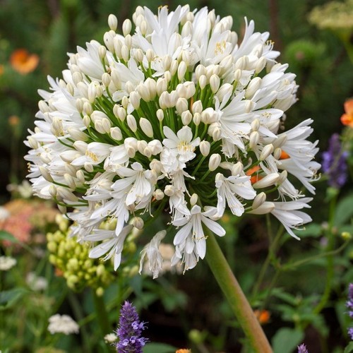White lily the nile - lily,
