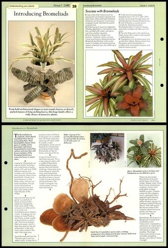 Intro bromeliads 28 - intro., #28