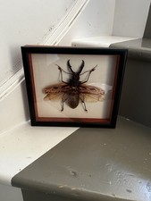 Framed brazilian stag - stag, beetle