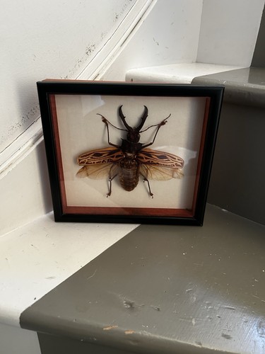 Framed brazilian stag - framed, beetle