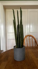 Artificial/faux aloe plant in