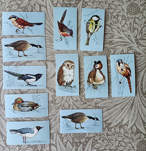 Tetley tea british birds card - tea,