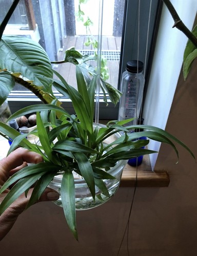 Green spider plant - -,