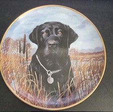 Jim Killen Black Labrador