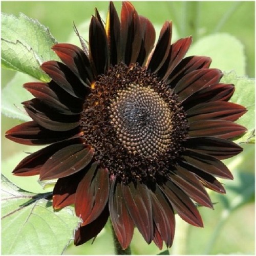Sunflower chocolat 70 seeds - chocolat,