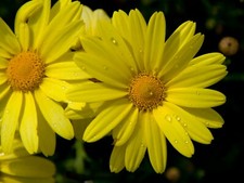 Corn Marigold, Glebionis