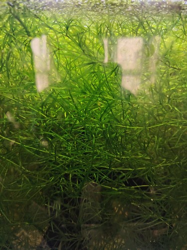 Guppy grass najas - guppy,