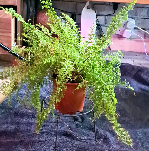 Green fantasy boston - green, fern