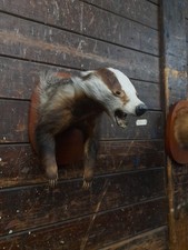 Unusual Taxidermy Fox Hare