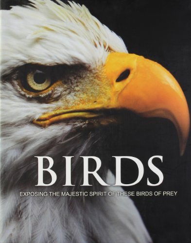Spirit birds prey - birds, prey-