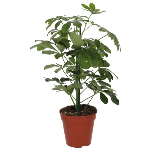 Dwarf umbrella tree - dwarf, |