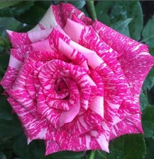 HYBRID TEA ROSE PINK INTUITION