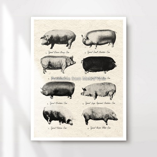 Pig breeds chart art - pig, print
