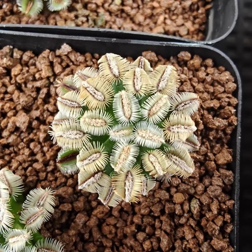 2cm mammillaria bertholdii - 2cm,