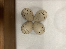 Replica Ringed Plover Eggs 