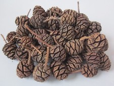 X30 Naturally Dried Sequoia
