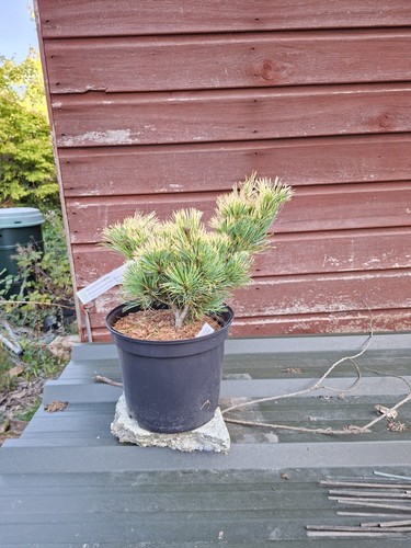 Pinus parviflora tenysu kazu - pinus,