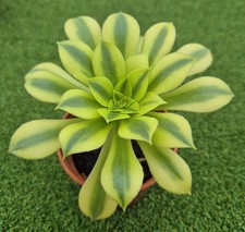 Aeonium 'Green Lemon' -