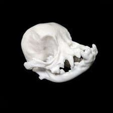 Replica resin pug dog skull