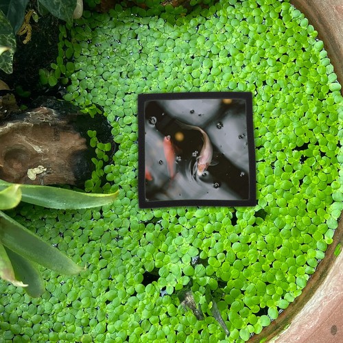 Pcs fish feeding ring - pcs,