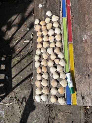 Prickly cockle shells - 50,
