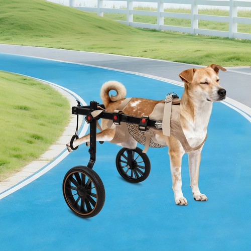 Pet rehabilitation walking - walking, aid