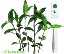 HYGROPHILA Corymbosa XLARGE