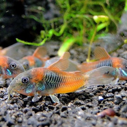 Corydoras orange venezuelan - corydoras,