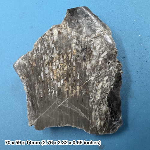 Rare caninia coral fossil - rare,