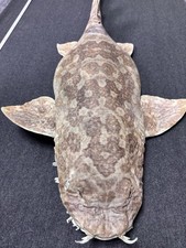 Top museum quality rare - top,