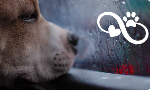 Dog paw print car - dog,