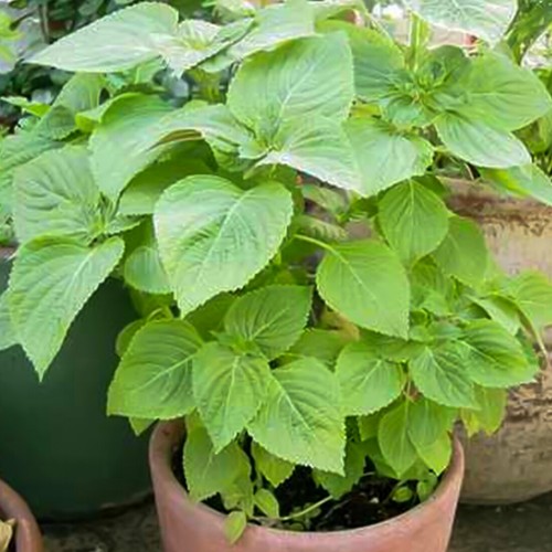 Super green perilla shiso - super,