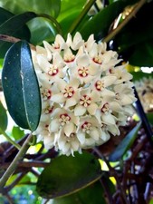 Hoya Australis Blondie | 12cm