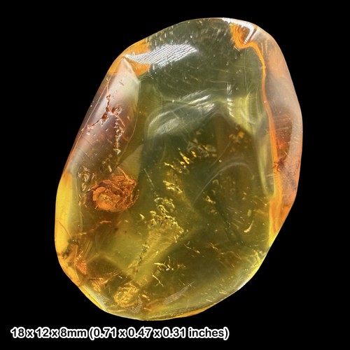Baltic amber fossil spider - amber,
