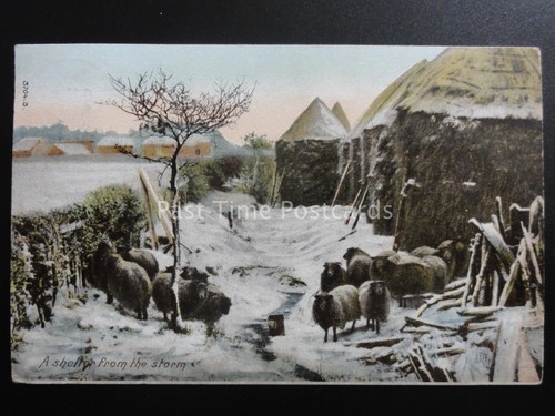 Country life sheep shelter - life,